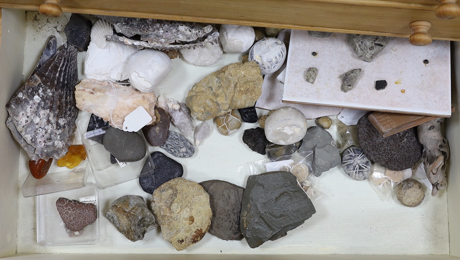 A large collection of fossil specimens, including dinosaur specimens, in an oak and pine chest of nine drawers, 69 cm high, 60 cm wide, 36.5 cm deep